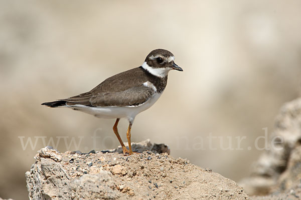 Sandregenpfeifer (Charadrius hiaticula)