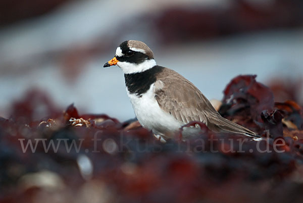 Sandregenpfeifer (Charadrius hiaticula)