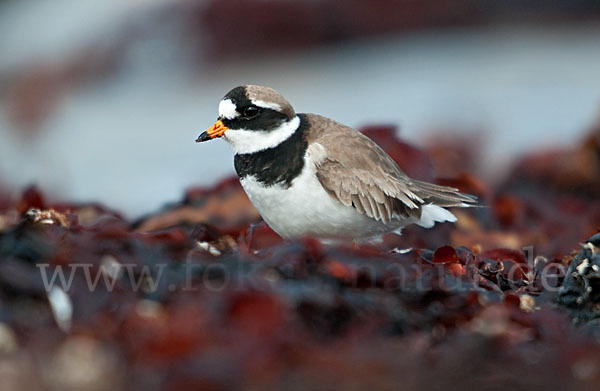 Sandregenpfeifer (Charadrius hiaticula)