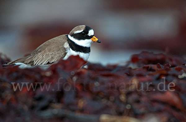 Sandregenpfeifer (Charadrius hiaticula)