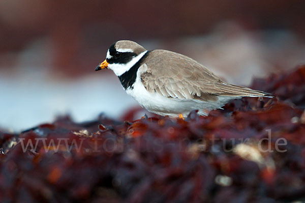 Sandregenpfeifer (Charadrius hiaticula)