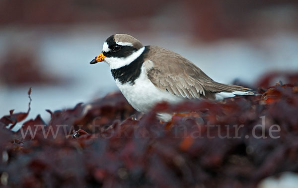 Sandregenpfeifer (Charadrius hiaticula)