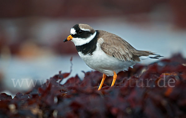 Sandregenpfeifer (Charadrius hiaticula)