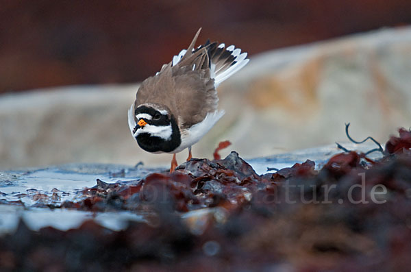 Sandregenpfeifer (Charadrius hiaticula)