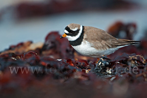 Sandregenpfeifer (Charadrius hiaticula)