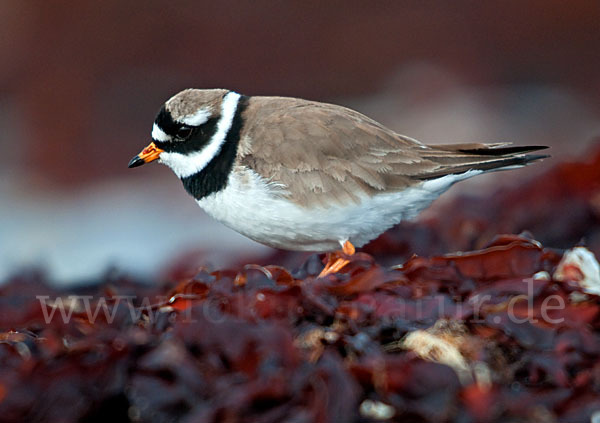 Sandregenpfeifer (Charadrius hiaticula)