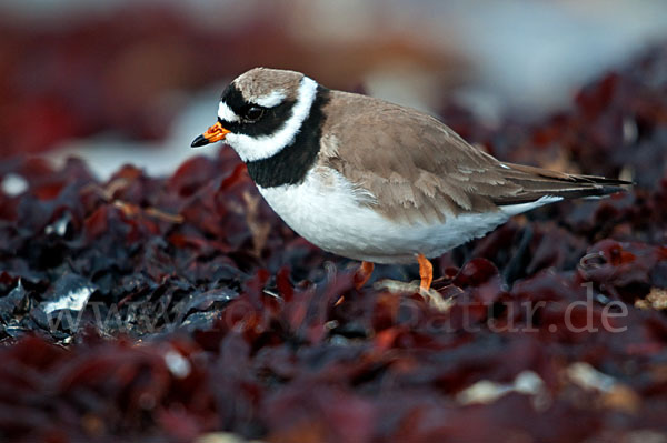 Sandregenpfeifer (Charadrius hiaticula)