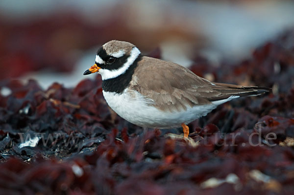 Sandregenpfeifer (Charadrius hiaticula)