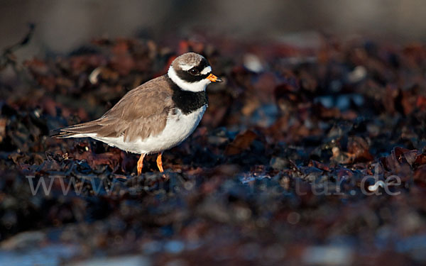 Sandregenpfeifer (Charadrius hiaticula)