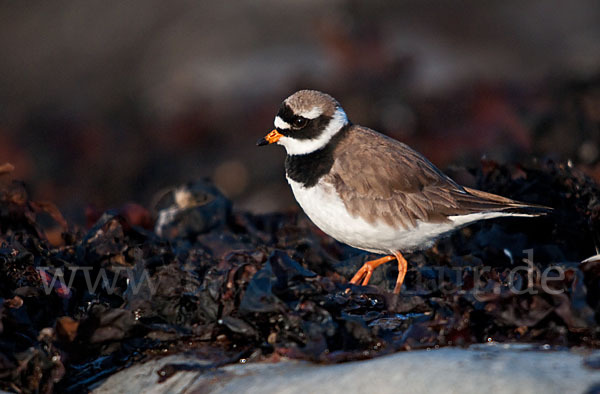 Sandregenpfeifer (Charadrius hiaticula)