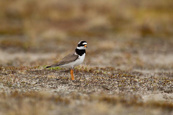 Sandregenpfeifer (Charadrius hiaticula)