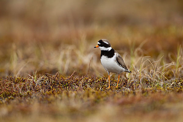 Sandregenpfeifer (Charadrius hiaticula)