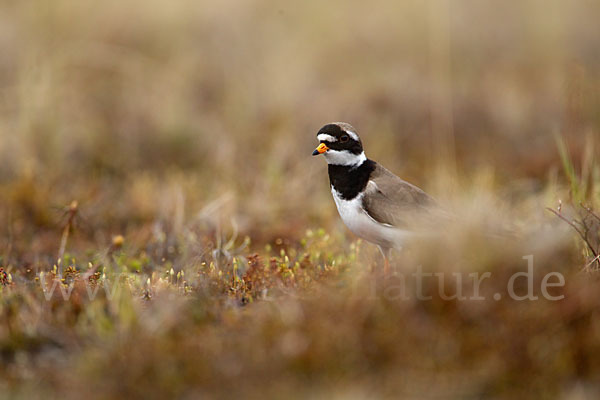 Sandregenpfeifer (Charadrius hiaticula)