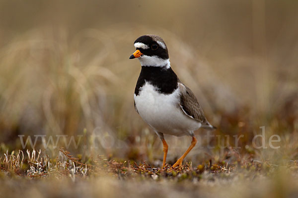 Sandregenpfeifer (Charadrius hiaticula)