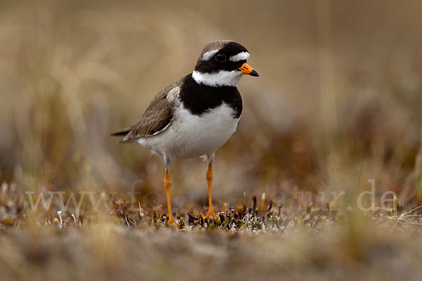 Sandregenpfeifer (Charadrius hiaticula)