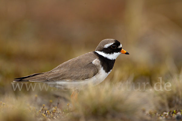 Sandregenpfeifer (Charadrius hiaticula)