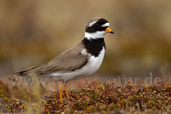 Sandregenpfeifer (Charadrius hiaticula)