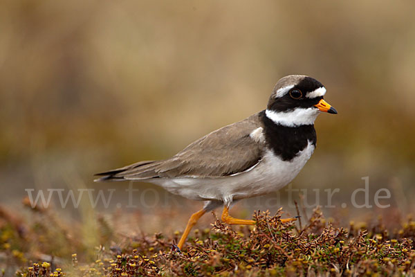 Sandregenpfeifer (Charadrius hiaticula)