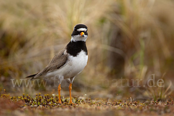 Sandregenpfeifer (Charadrius hiaticula)