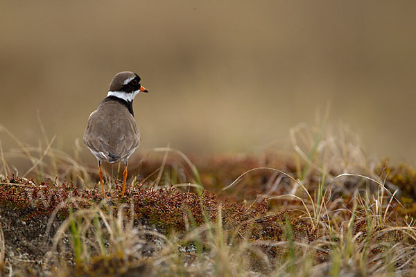 Sandregenpfeifer (Charadrius hiaticula)