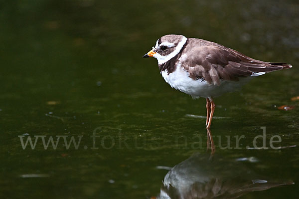 Sandregenpfeifer (Charadrius hiaticula)