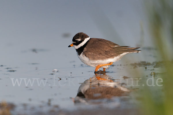 Sandregenpfeifer (Charadrius hiaticula)