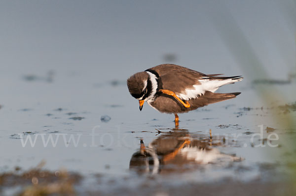 Sandregenpfeifer (Charadrius hiaticula)