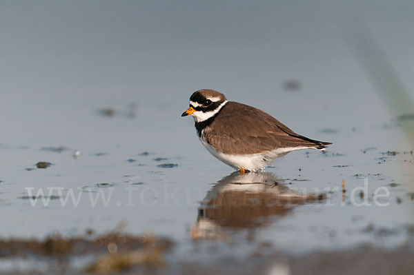 Sandregenpfeifer (Charadrius hiaticula)