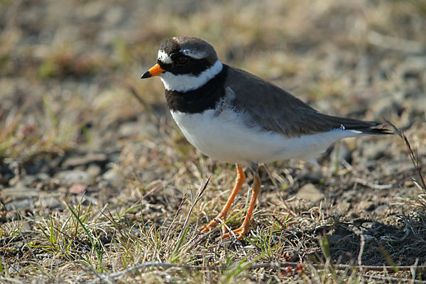 Sandregenpfeifer (Charadrius hiaticula)