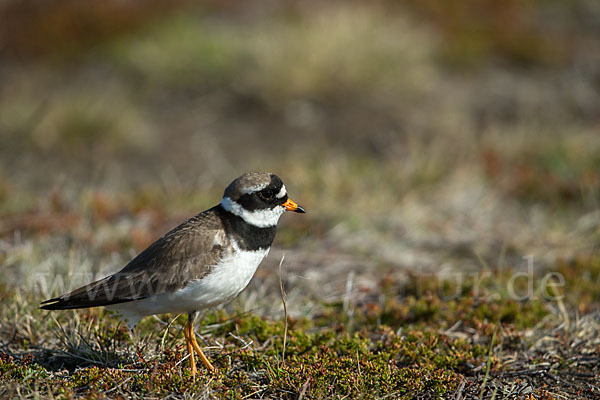 Sandregenpfeifer (Charadrius hiaticula)