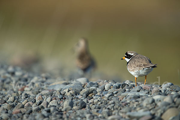 Sandregenpfeifer (Charadrius hiaticula)