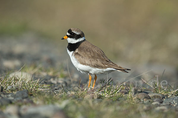 Sandregenpfeifer (Charadrius hiaticula)