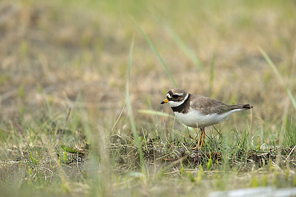 Sandregenpfeifer (Charadrius hiaticula)