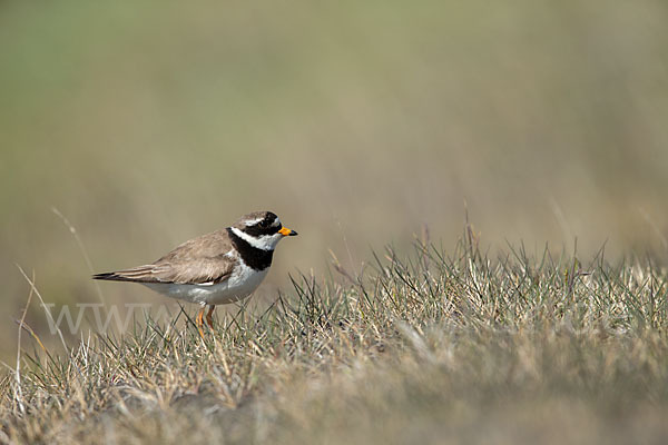 Sandregenpfeifer (Charadrius hiaticula)