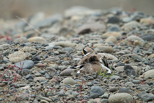 Sandregenpfeifer (Charadrius hiaticula)