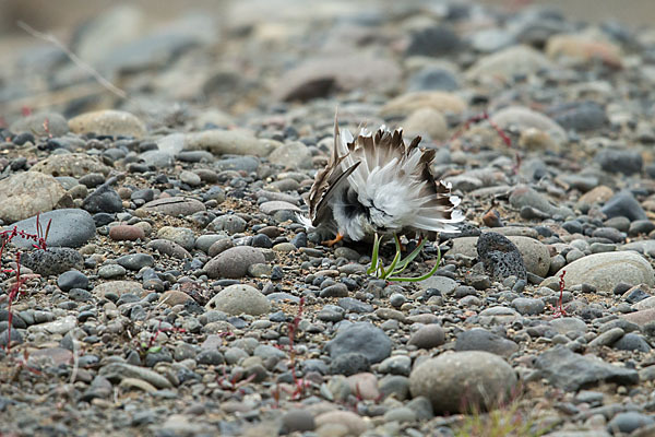 Sandregenpfeifer (Charadrius hiaticula)