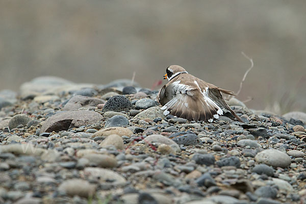 Sandregenpfeifer (Charadrius hiaticula)