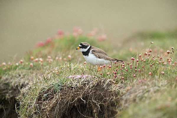 Sandregenpfeifer (Charadrius hiaticula)