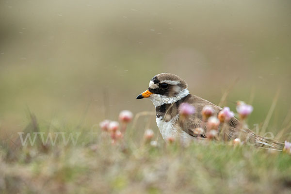 Sandregenpfeifer (Charadrius hiaticula)