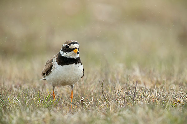 Sandregenpfeifer (Charadrius hiaticula)