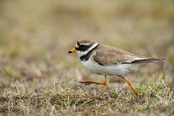 Sandregenpfeifer (Charadrius hiaticula)