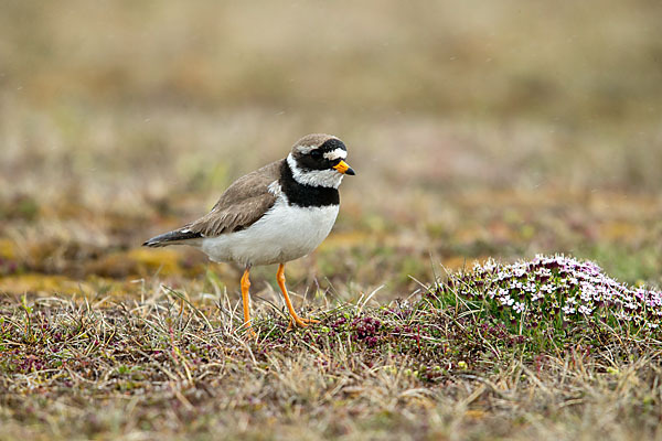 Sandregenpfeifer (Charadrius hiaticula)