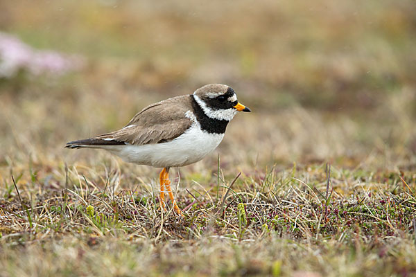 Sandregenpfeifer (Charadrius hiaticula)