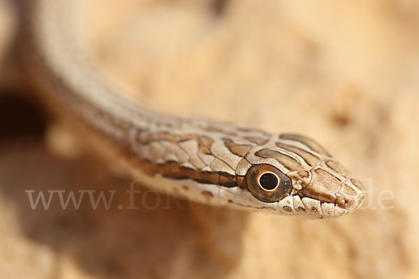 Sandrennnatter (Psammophis schokari)