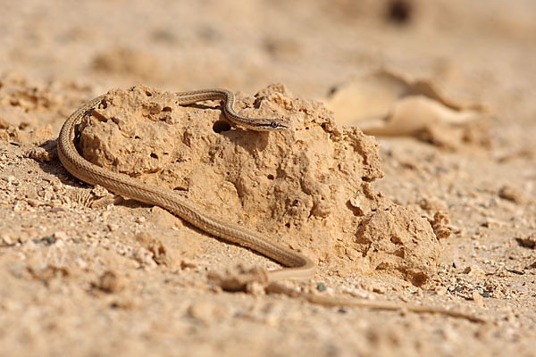 Sandrennnatter (Psammophis schokari)