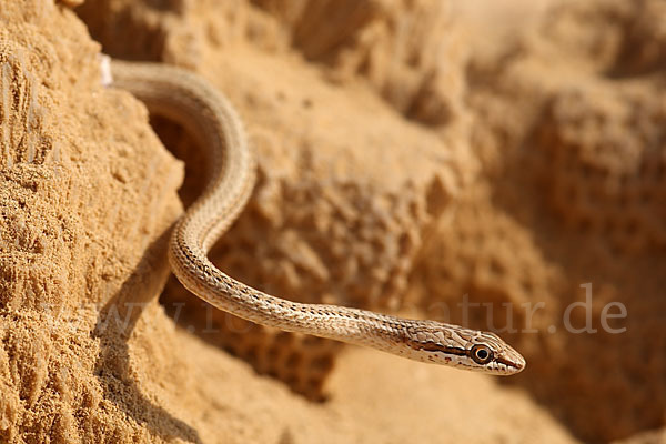 Sandrennnatter (Psammophis schokari)