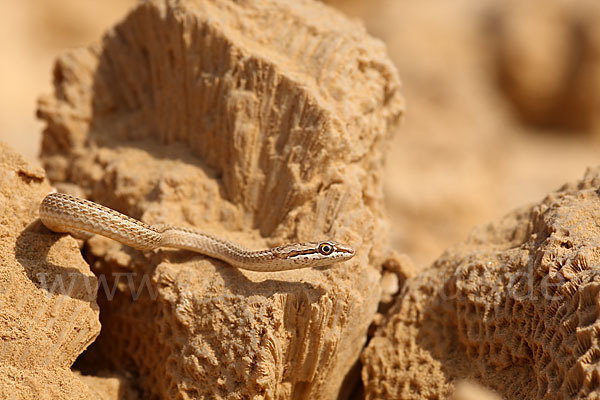 Sandrennnatter (Psammophis schokari)