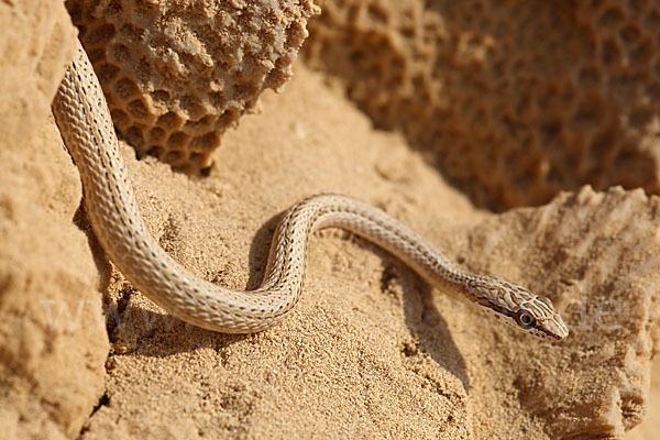 Sandrennnatter (Psammophis schokari)