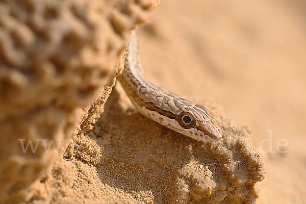 Sandrennnatter (Psammophis schokari)