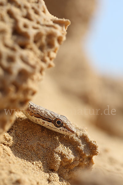 Sandrennnatter (Psammophis schokari)